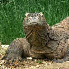 Komodo dragon with head up and watching you