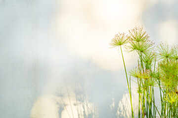 Nature background, Papyrus or Paper reed tree in Sunlight on Blur White Wall background