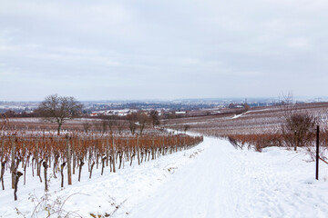 Winter in der Südpfalz