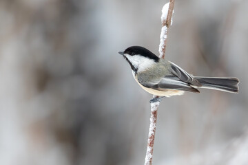 Black-capped Chickadee Perched