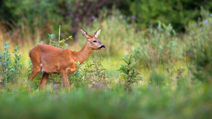 Roe deer, capreolus capreolus, sneaking on growned pasture in summer nature. Alert doe moving behind bushes in summertime. Female mammal looking on vivid grassland.