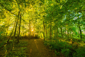 Obraz premium Sonnendurchfluteter Wald im Mai