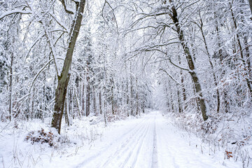 road in the winter forest