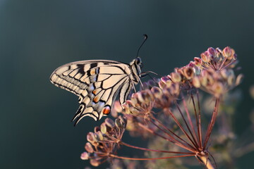 Fototapeta na wymiar una farfalla macaone su un fiore al tramonto