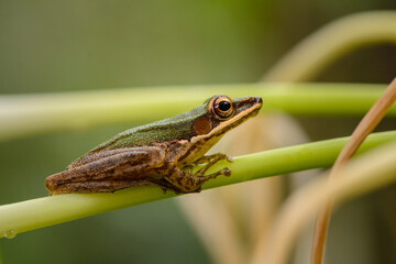 Frog on the stem of a plant in Khao Sok Thailand