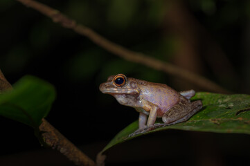 Frog on a leaf during the night in Bako National Park, Borneo