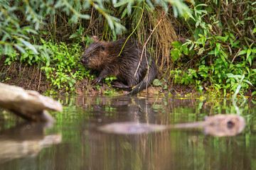 Hidden eurasian beaver, castor fiber, chewing plants on riverside just above water in summer and another floating around. Peaceful scenery from nature of animal feeding.