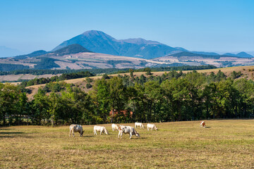 Landscape at Saint Baudille et Pipet, Trieves in Vercors, French Alps, France