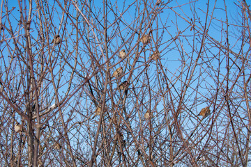 Sparrows on winter frosty branches