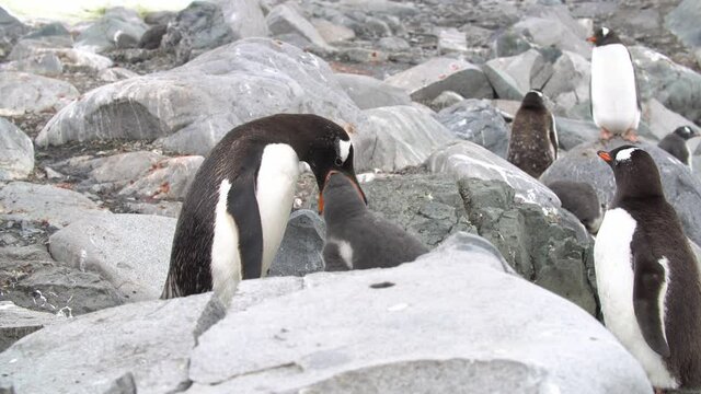 Chinstrap Penguin (Pygoscelis antarcticus) - a group on rocky beach in Antarctica