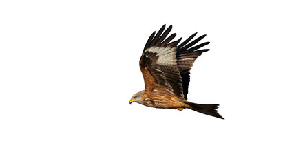 Red kite, milvus milvus, flying in the air isolated on white background. Bird of prey with spread wings cut out on blank. Brown feathered animal in flight with copy space.