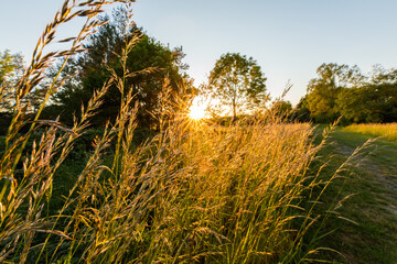 Fototapeta premium Gräser am Wegesrand genießen letzte Sonnenstrahlen