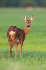Roe deer, capreolus capreolus, doe in vertical composition facing camera on meadow in springtime. Female animal wildlife in nature with green background.
