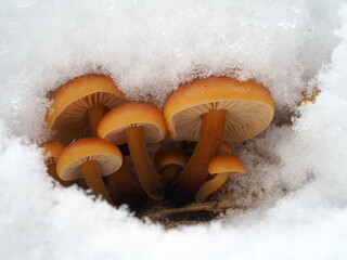 Winterpilze, Samtfußrüblinge, Flammulina velutipes im Schnee © lebrac