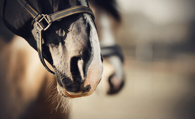 The noses of horses in halters in the paddock..