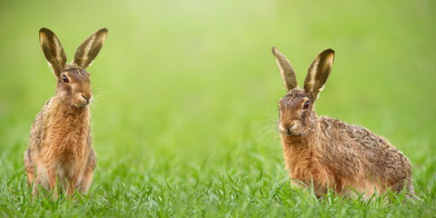 Pair of brown hares, lepus europaeus, facing camera from green grass with copy space. Concept of Easter bunny on meadow in nature with copy space. Animal wildlife in horizontal composition.