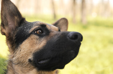 German shepherd in a grass