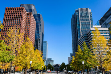 東京都 東京駅前 行幸通り、高層ビル群と紅葉