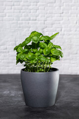 Horizontal picture of fresh, homegrown basil in a pot. Copy space