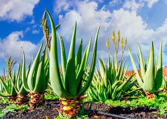 Aloe vera plant. Aloe vera plantation. Furteventura, Canary Islands, Spain - 408596716