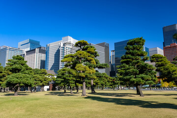 Fototapeta na wymiar 東京都 皇居外苑の自然と丸の内、高層ビル群