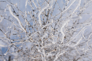 Obraz premium Frosty branches covered with ice and snow crystals close-up full frame