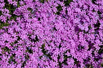 Field of pink flowers