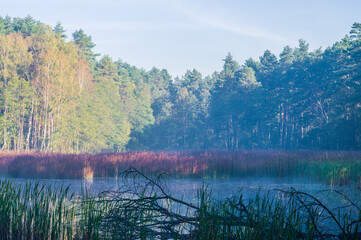 Mglisty staw w lesie © Sebastian