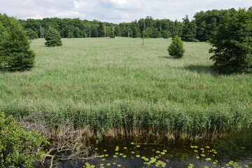 Schilf im M&uuml;ritz-Nationalpark an der M&uuml;ritz in Mecklenburg-Vorpommern