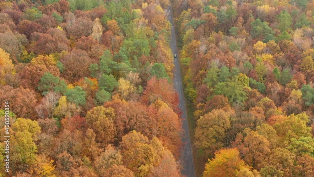 Canvas Prints Road and car between the autumn forest - aerial footage - Canvas Prints