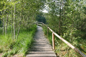 Steg und Moor am Wienpietschsee