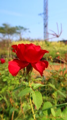 red poppy in the field