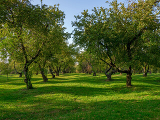 Green lawn with old fruit trees standing in a row.