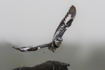 Obraz premium Pied kingfisher (Ceryle rudis) flying away in Zimanga game reserve in Kwa Zulu Natal in South Africa