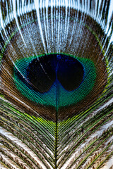 Peacock feather eye closeup