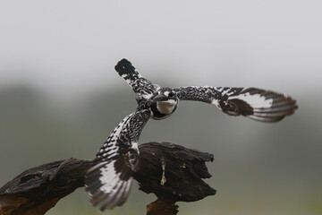 Pied kingfisher (Ceryle rudis) flying away in Zimanga game reserve in Kwa Zulu Natal in South Africa