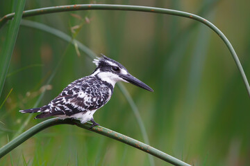 Pied kingfisher (Ceryle rudis) sitting on a reed in the rain in a game reserve in Kwa Zulu Natal in...