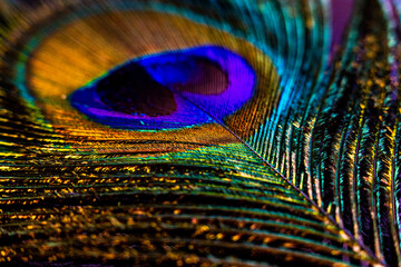 Macro glitter Peacock Feather