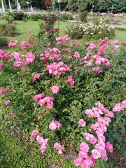 Fototapeta premium flowers in the garden