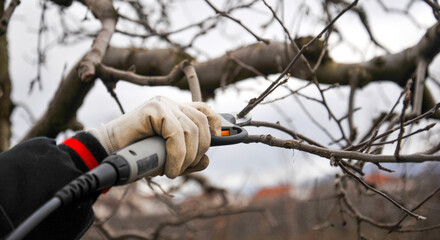 Farmer pruning apple tree in orchard with electric secateurs