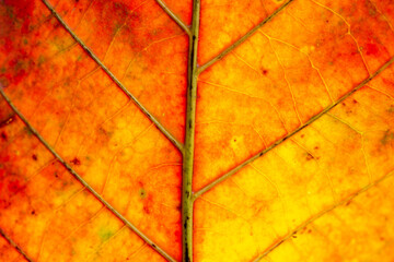Red Leaf in Autumn. Abstract Art. Macro photography.