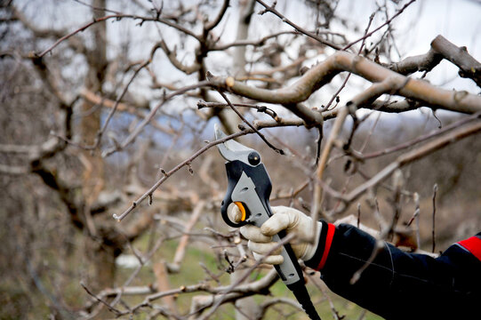 Farmer pruning apple tree in orchard with electric secateurs