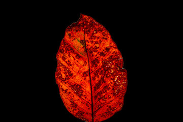 Red autumn leaf against black background