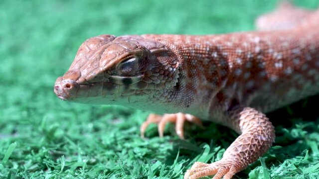 Close up macro of reptile body sunbathing a Saudi fringe-fingered lizard (Acanthodactylus gongrorhynchatus)