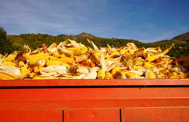 Red  cart filled with yellow Corns