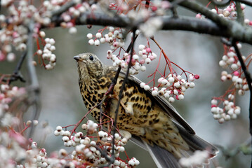 Mistle thrush eating berries