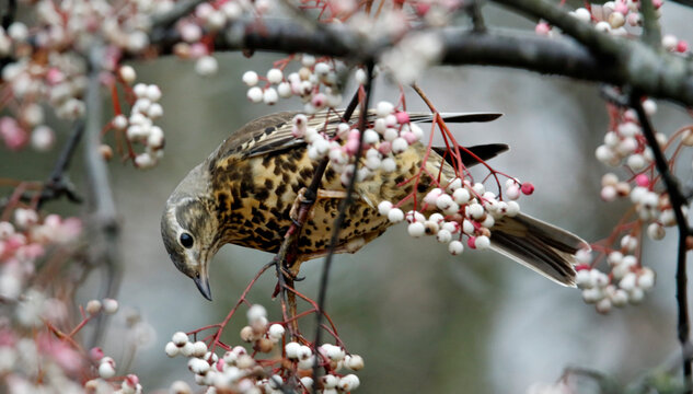 Mistle thrush eating berries