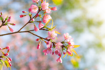 Branch of Prunus Kanzan cherry. Pink double flowers and green leaves in the blue sky background, close up. Prunus serrulata, flowering tree, called as Kwanzan, Sekiyama cherry, Japanese cherry, Sakura