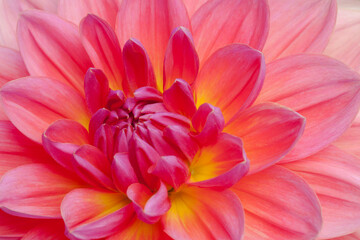 Fototapeta premium Closeup of beautiful, multi-colored dahlia blossom in summer 
