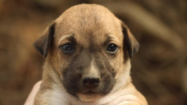 Cute beige puppy, close up of face looking at camera.